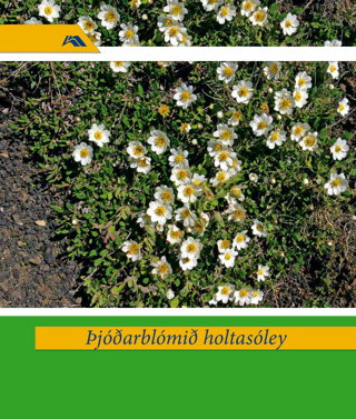 Þjóðarblómið holtasóley