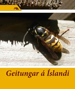 Geitungar á Íslandi