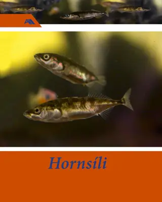 Hornsíli